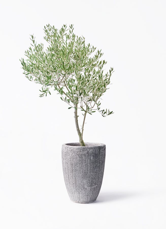 オリーブの木❗️創樹！SOUJU❗️大株❗️高さ117◎‼️