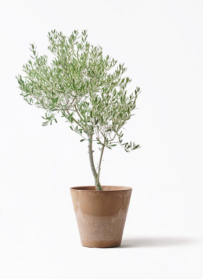 観葉植物 オリーブの木 8号 カヨンヌ アートストーン ラウンド