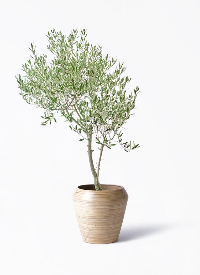 観葉植物 オリーブの木 8号 創樹 オリーミー アルマ ミドル 付き