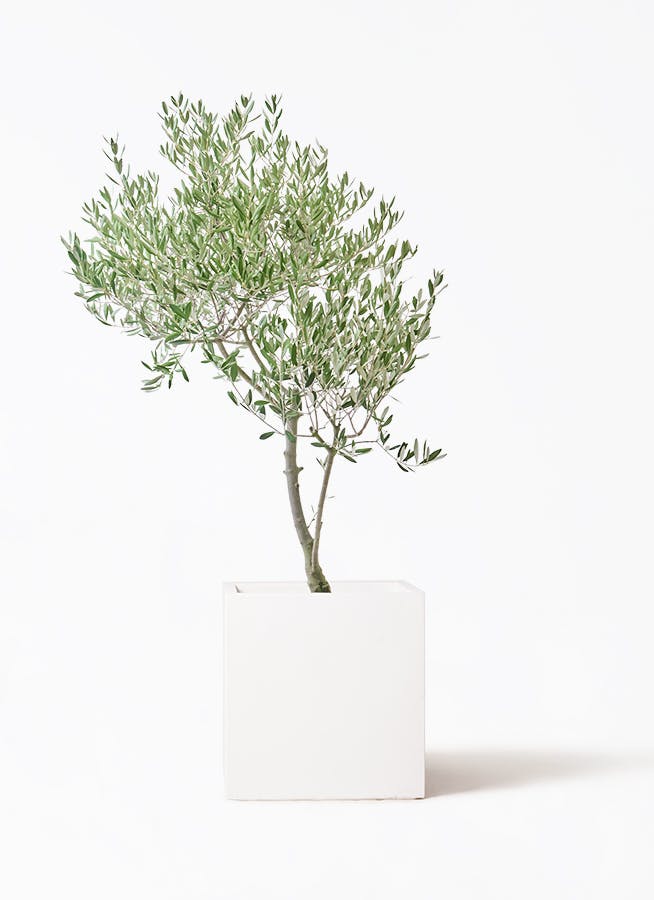 オリーブの木 創樹 | 観葉植物通販HitoHana(ひとはな)