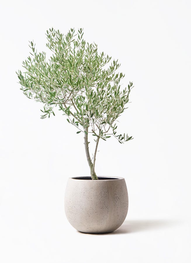オリーブの木 個性あふれる１点もの　薄型　 大胆な姿に惚れ惚れ　約48cm オリーブの木 個性あふれる1点もの 薄型 大胆な姿に惚れ惚れ 約48cm