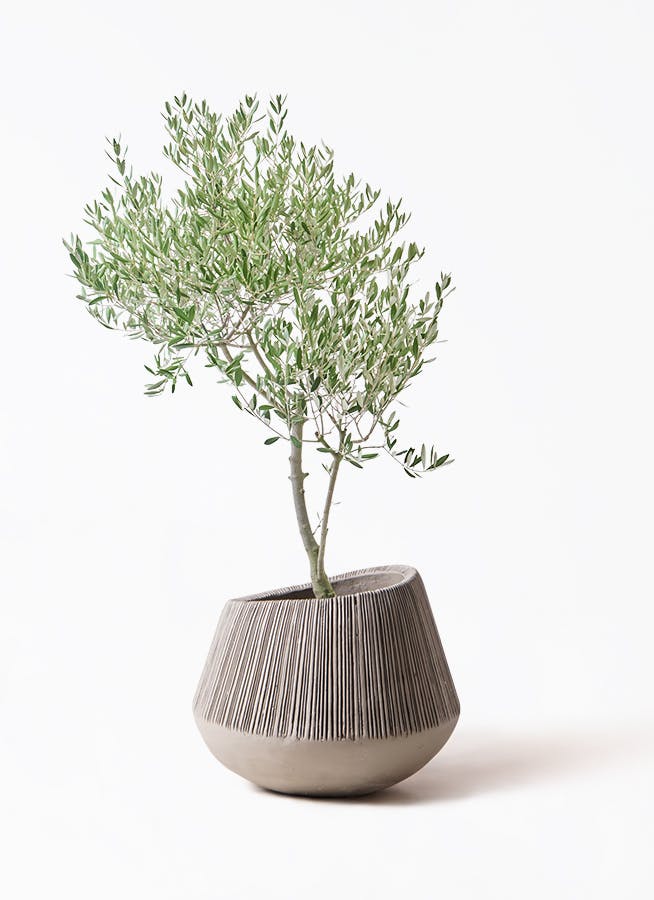 希少　創樹オリーブ　オリーミー 観葉植物 オリーブ 7号 創樹 オリーミー プラスチック鉢 | 観葉植物