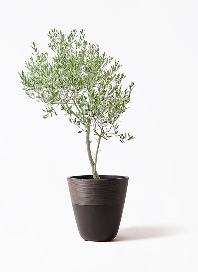 観葉植物 オリーブの木 8号 オヒブランカ ジュピター 黒 付き / 小倉園