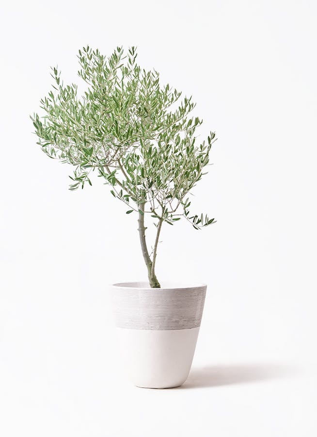 観葉植物 オリーブの木 8号 オヒブランカ ジュピター 白 付き / 小倉園