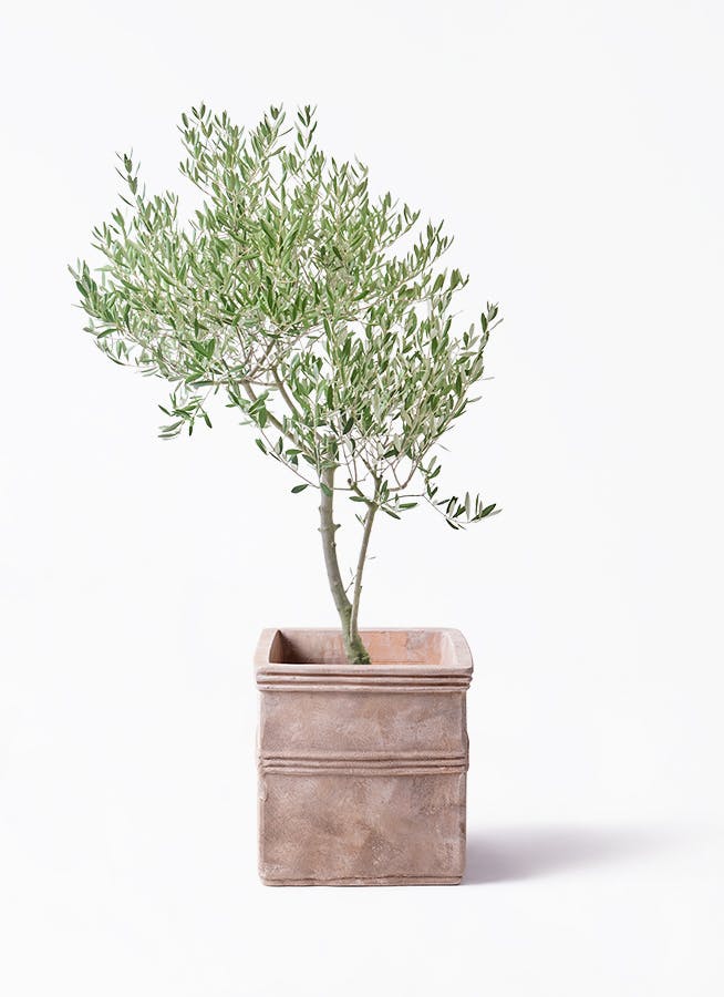 観葉植物 オリーブの木 8号 ハーディーズマンモス テラアストラ