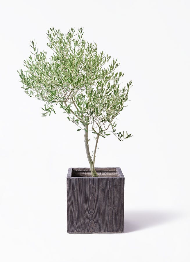 観葉植物 シュロチク（棕櫚竹） 8号 ベータ キューブプランター ウッド