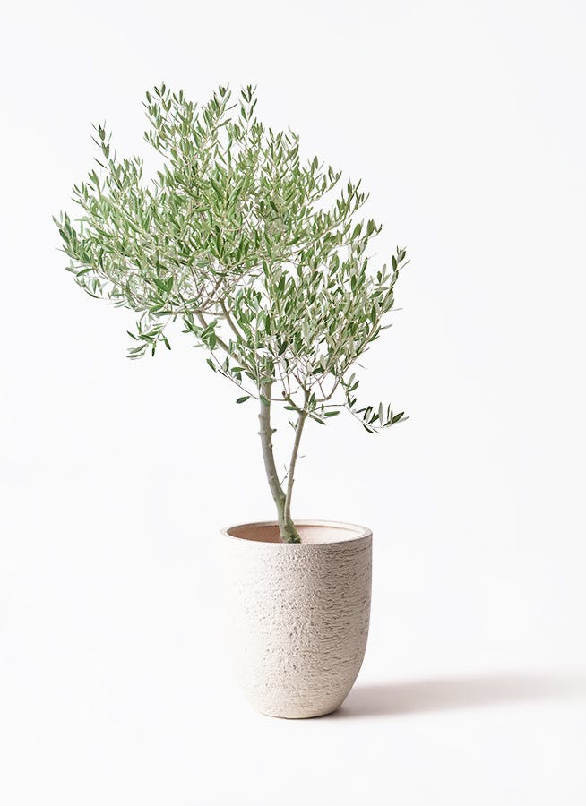 観葉植物 オリーブ 8号 コロネイキ ビアスアルトエッグ 白 付き | 観葉