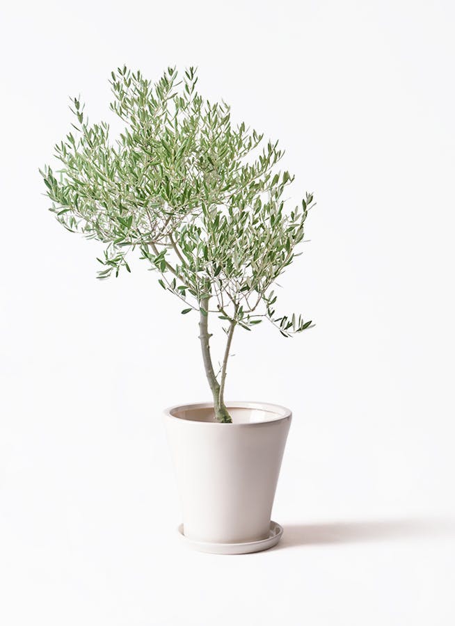 観葉植物 ソテツ 8号 サブリナ 白 付き | 観葉植物ならHitoHana