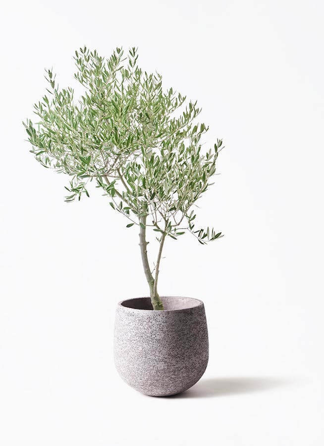 観葉植物 オリーブの木 8号 カヨンヌ エコストーンGray 付き / 小倉園