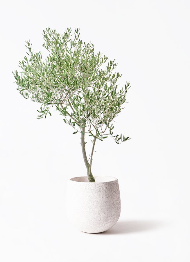 観葉植物 オリーブの木 8号 カヨンヌ エコストーンwhite 付き / 小倉園
