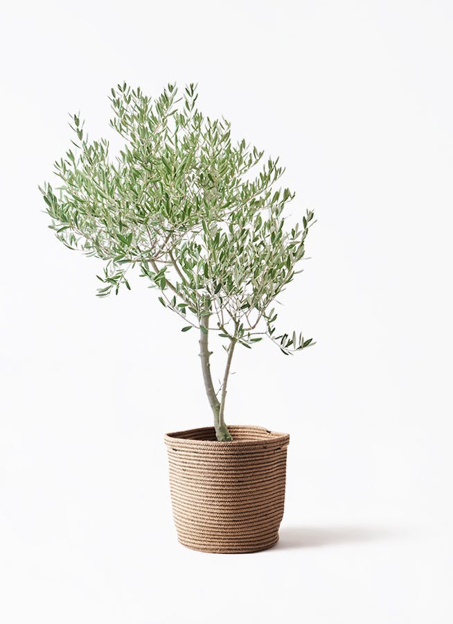 観葉植物 シュロチク（棕櫚竹） 8号 リブバスケットNatural 付き