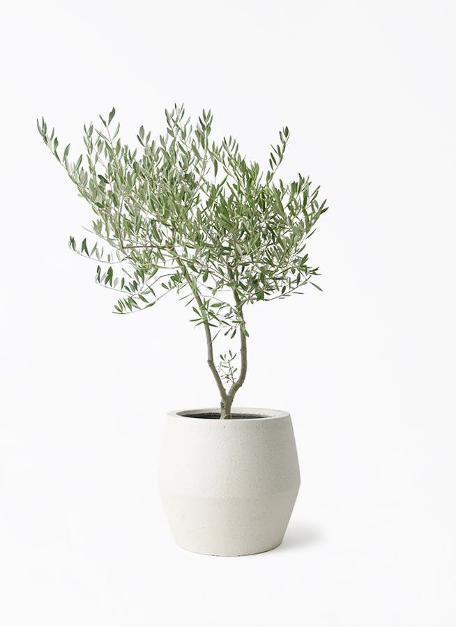 オリーブの木 7号 | 観葉植物 | 送料無料でお届け - Hitohana（ひとはな）
