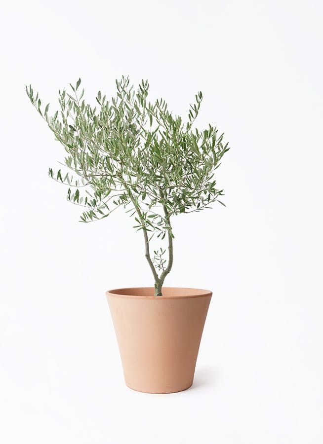 観葉植物 ユーカリ 7号 グニー エトナ アリーナ 付き | 観葉植物