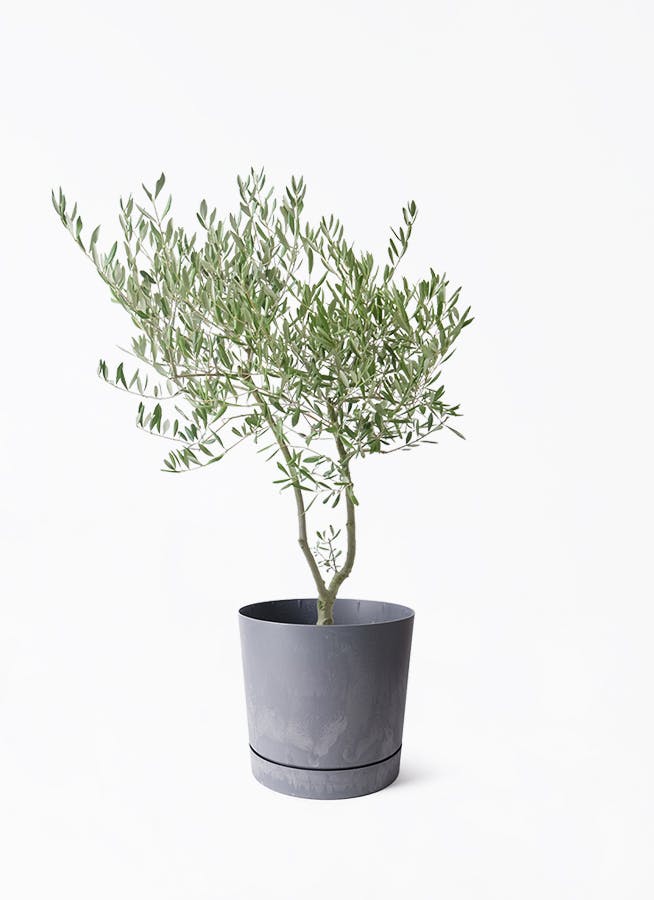 7号サイズの観葉植物 | 通販専門店 HitoHana（ひとはな）