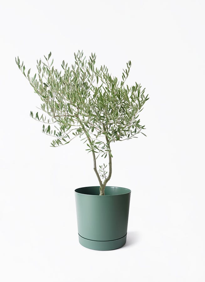 オリーブの木 7号 創樹 | 観葉植物通販HitoHana(ひとはな)