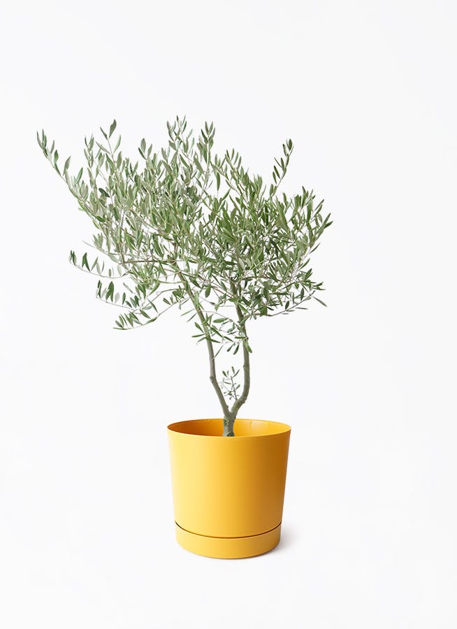 7号サイズの観葉植物 | 通販専門店 HitoHana（ひとはな）