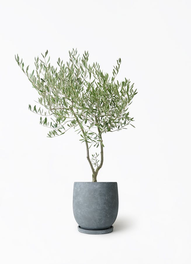 オリーブの木 7号 | 観葉植物 | 送料無料でお届け - Hitohana（ひとはな）