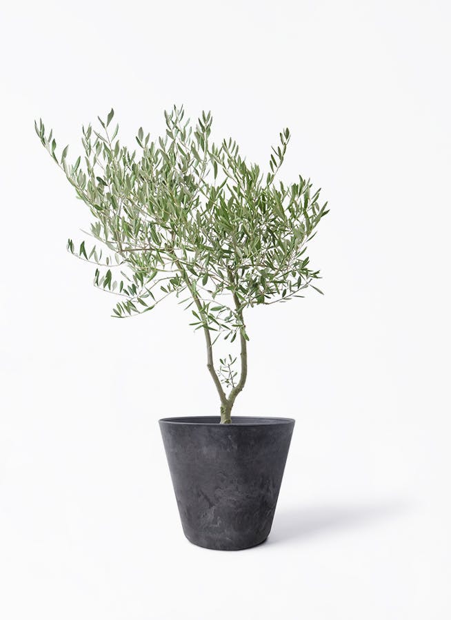 観葉植物 カポック（シェフレラ） 7号 ハッピーイエロー 曲り アート