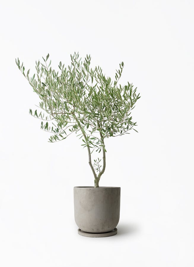 観葉植物 ユーカリ 7号 グニー セメント トラフポット 付き