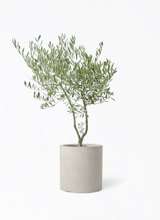 オリーブの木souju 創樹オリーブ　高さ90cm(引き取り限定) 創樹 Olive オリーブの木 SOUJU ピクアル 自家受精 オリーブ 盆栽
