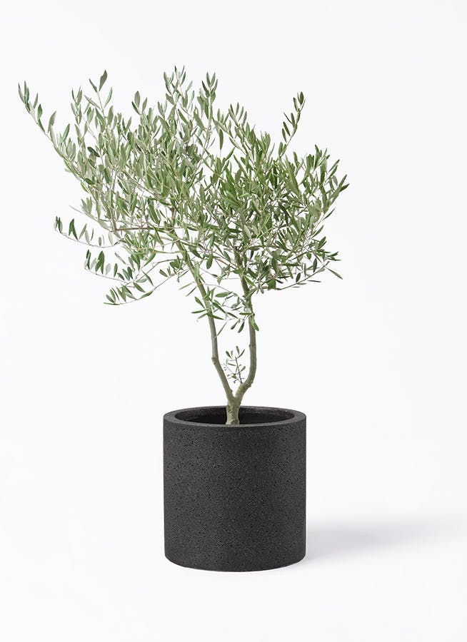 オリーブの木 オリーブの木 7号 （高さ約100cm） 品種はおまかせの通販 | GreenSnap