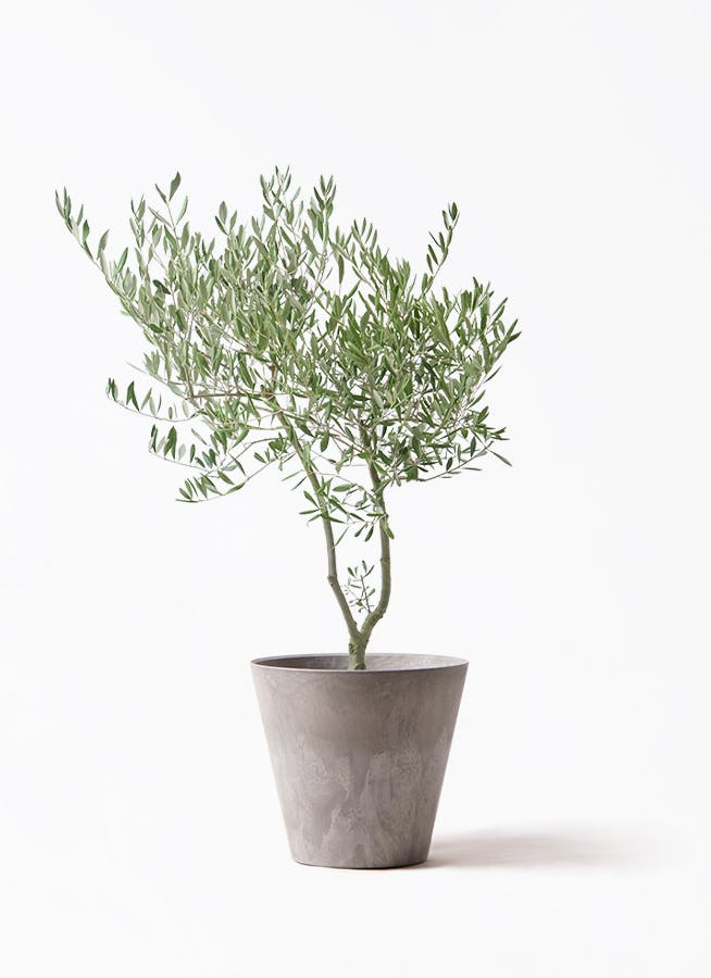 オリーブの木 創樹 | 観葉植物通販HitoHana(ひとはな)