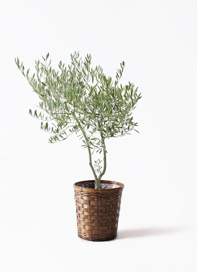 観葉植物 パキラ 7号 パラソル 竹バスケット 付き | 観葉植物なら