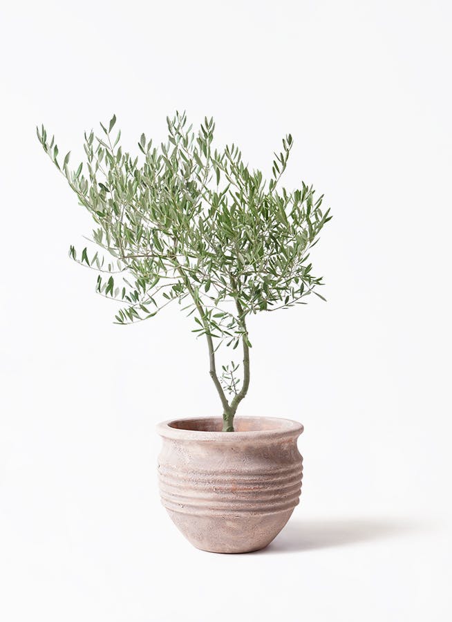 オリーブの木 7号 | 観葉植物 | 送料無料でお届け - Hitohana（ひとはな）