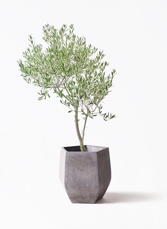 観葉植物 フェニックスロベレニー 8号 ファイバークレイ Gray 付き