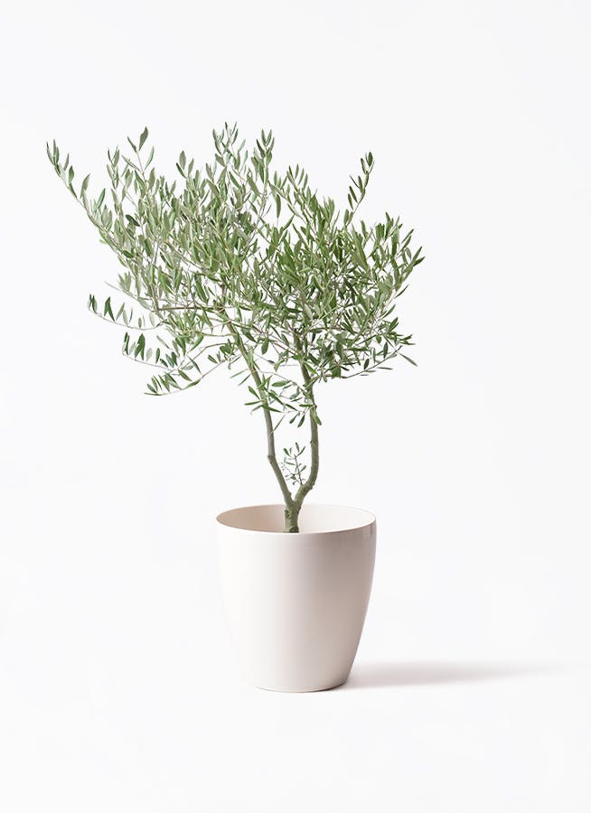 オリーブの木 7号 | 観葉植物 | 送料無料でお届け - Hitohana（ひとはな）