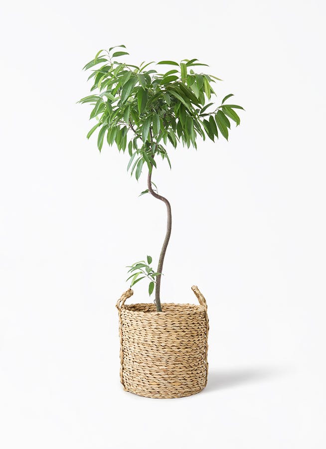 引き取り限定) アムステルダムキング 外鉢付き 180cm 引き取り限定