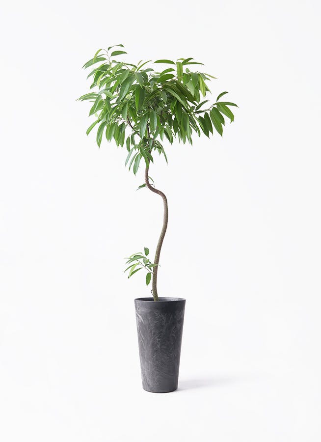 フィカス アムステルダムキング 曲がり | 観葉植物通販 HitoHana（ひと