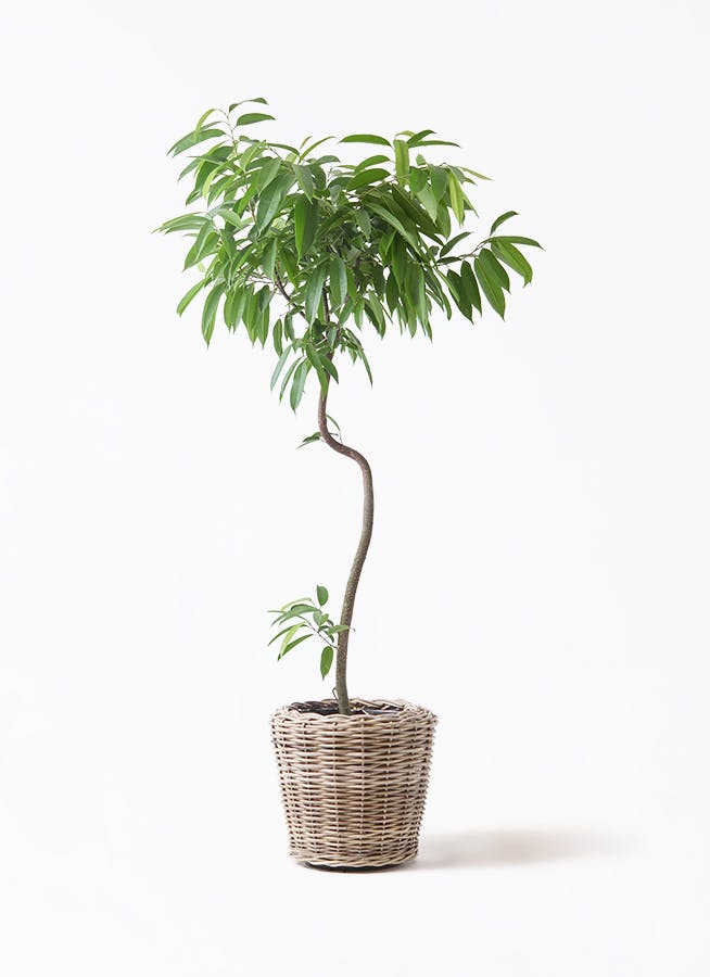 フィカス　アムステルダムキング　曲がり 希少♡ フィカス アムステルダムキング 曲がり 曲げ 観葉植物 室内