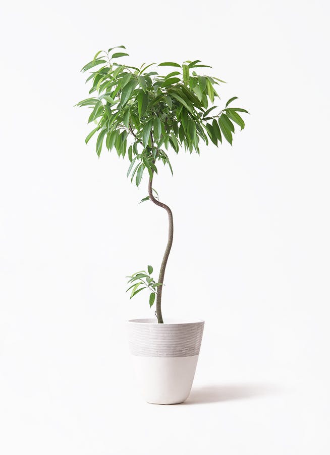 観葉植物 オリーブの木 8号 マンザニロ ジュピター 白 付き / 小倉園