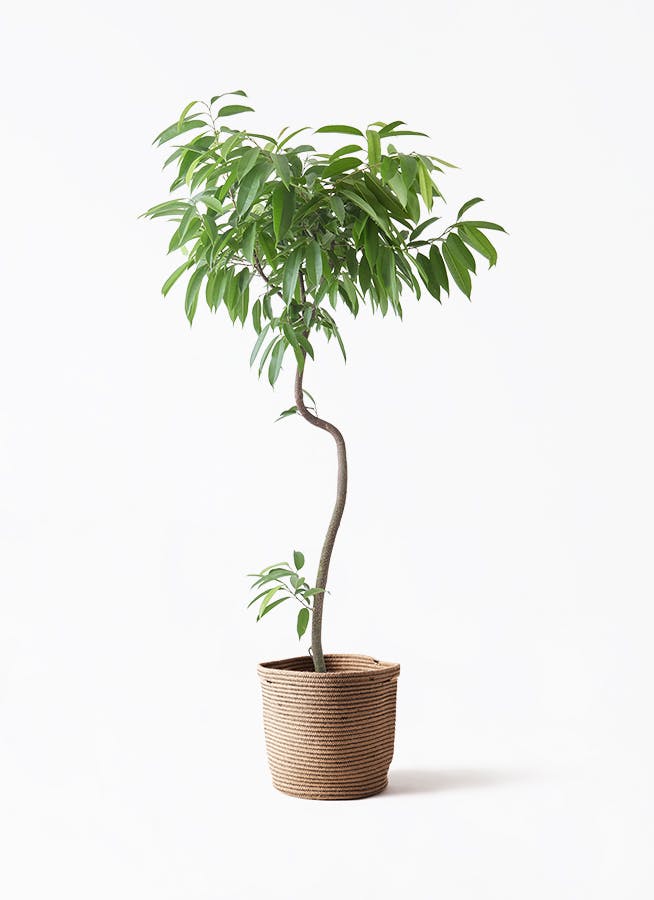 フィカス アムステルダムキング 曲がり | 観葉植物通販 HitoHana（ひと