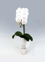 誕生花に胡蝶蘭を贈ってみませんか ひとはなノート