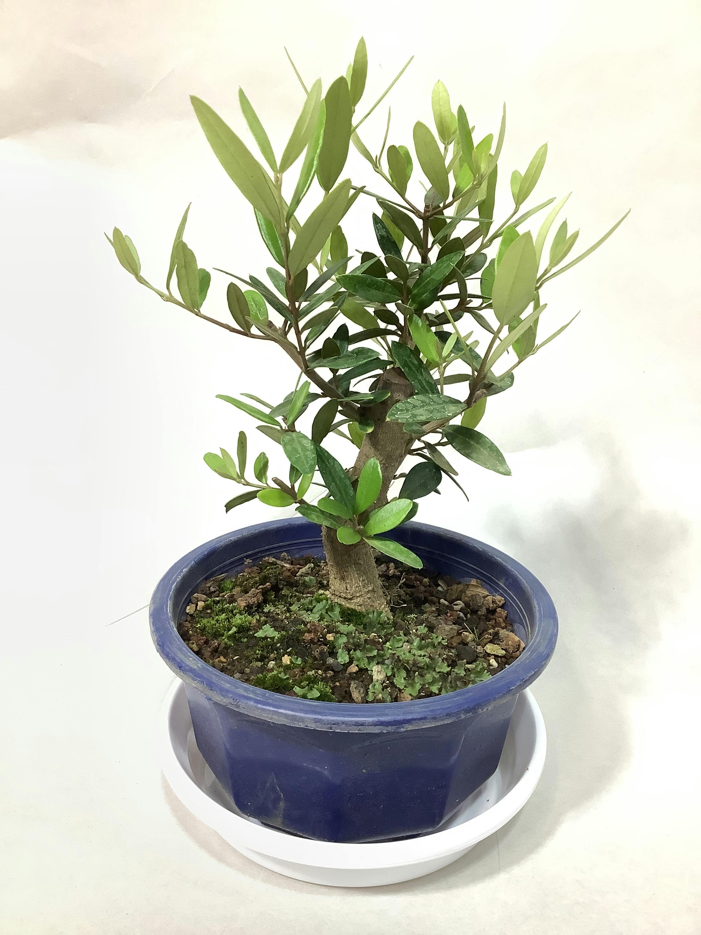 オリーブの木 5号 | 観葉植物の通販ならHitoHana（ひとはな）