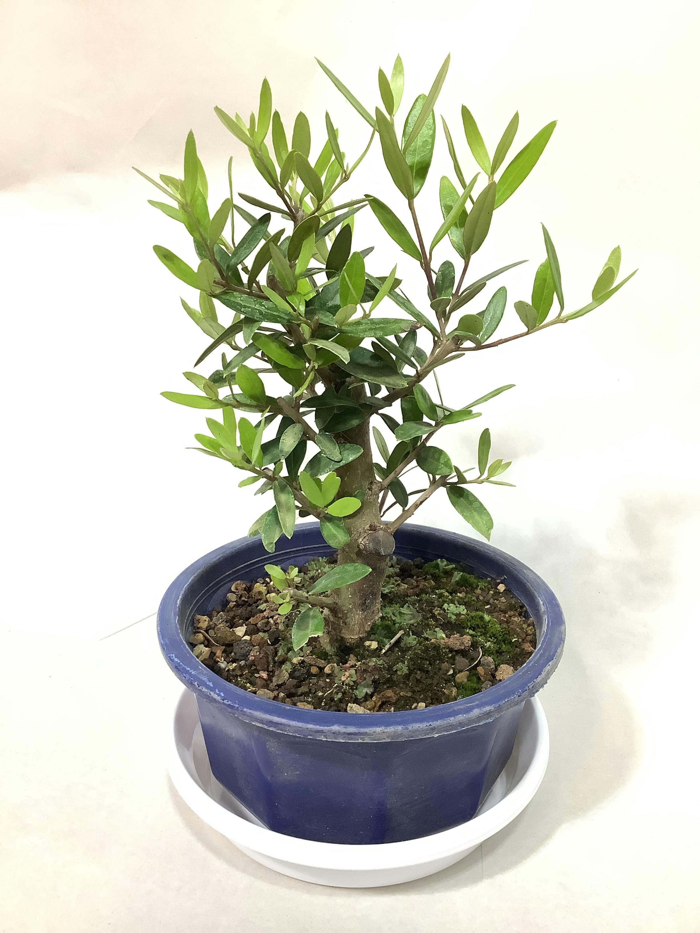 観葉植物 オリーブの木【28cm】5号 ひなかぜ 盆栽仕立て プラスチック