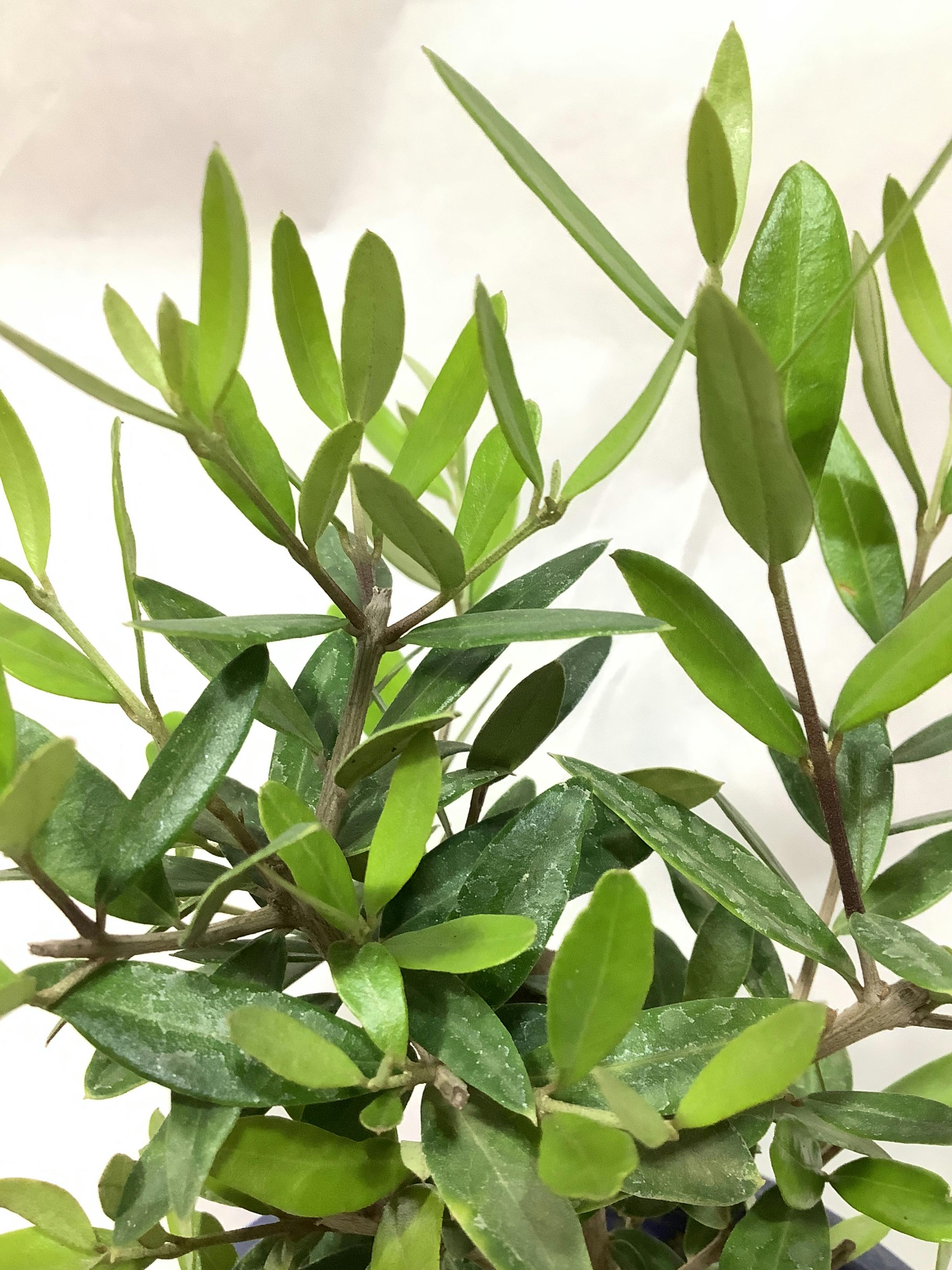 観葉植物 オリーブの木【28cm】5号 ひなかぜ 盆栽仕立て プラスチック
