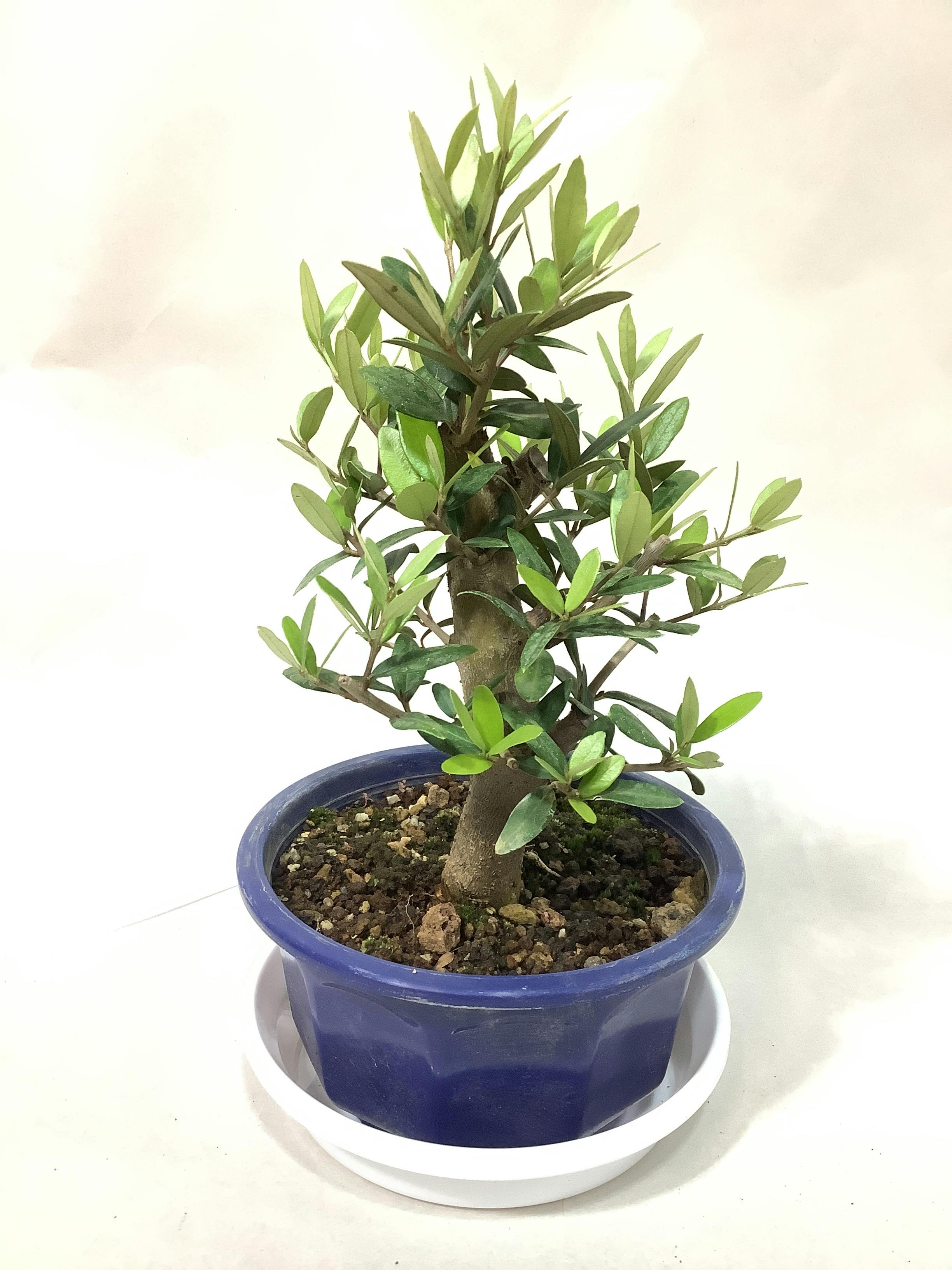 ※専用ページ　オリーブの木　5鉢セット 専用ページ オリーブの木 5鉢セット オリーブ 希少品種 6品種セット