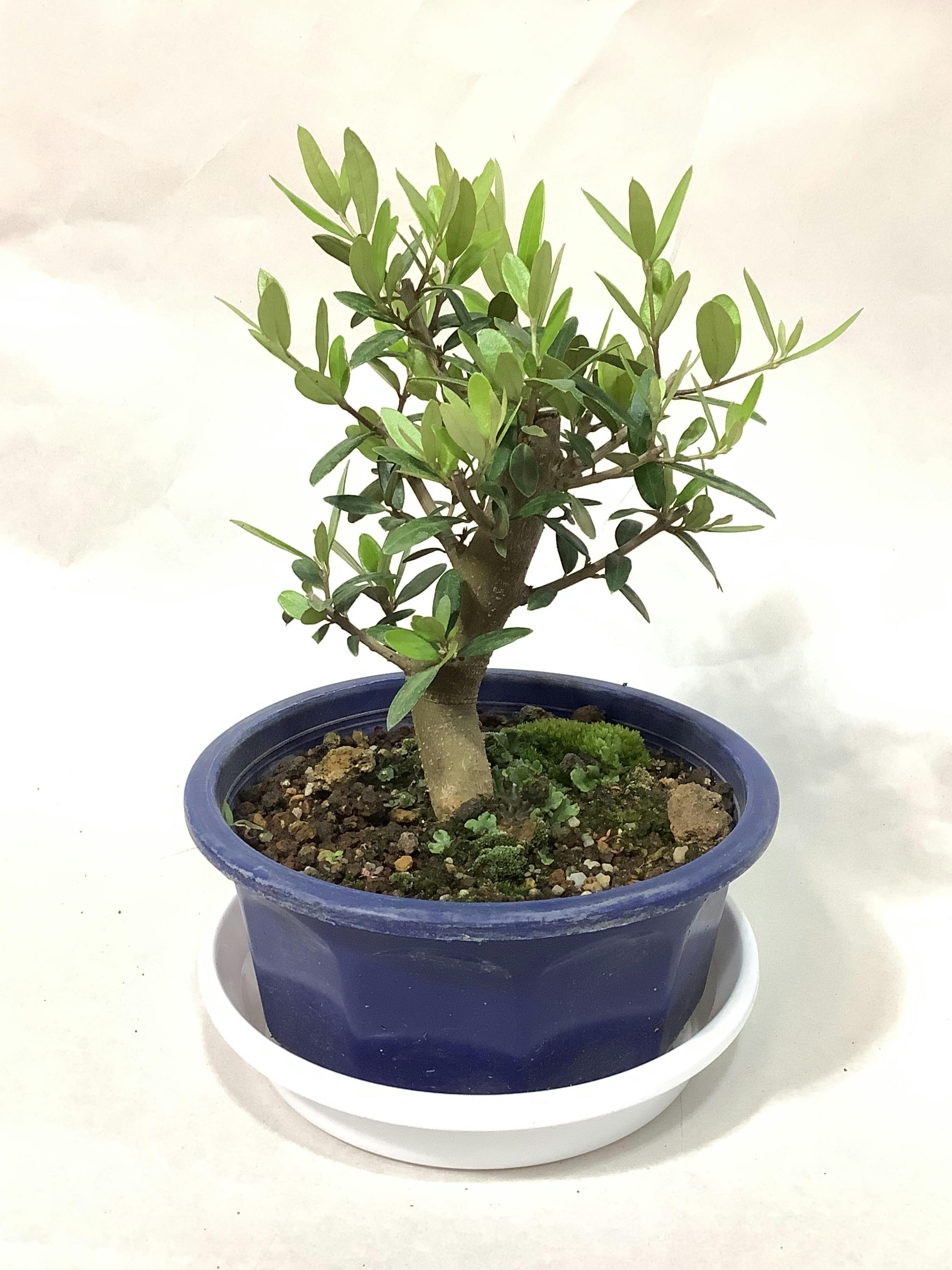 オリーブの木をサイズ別に選ぶ | 観葉植物通販HitoHana(ひとはな)