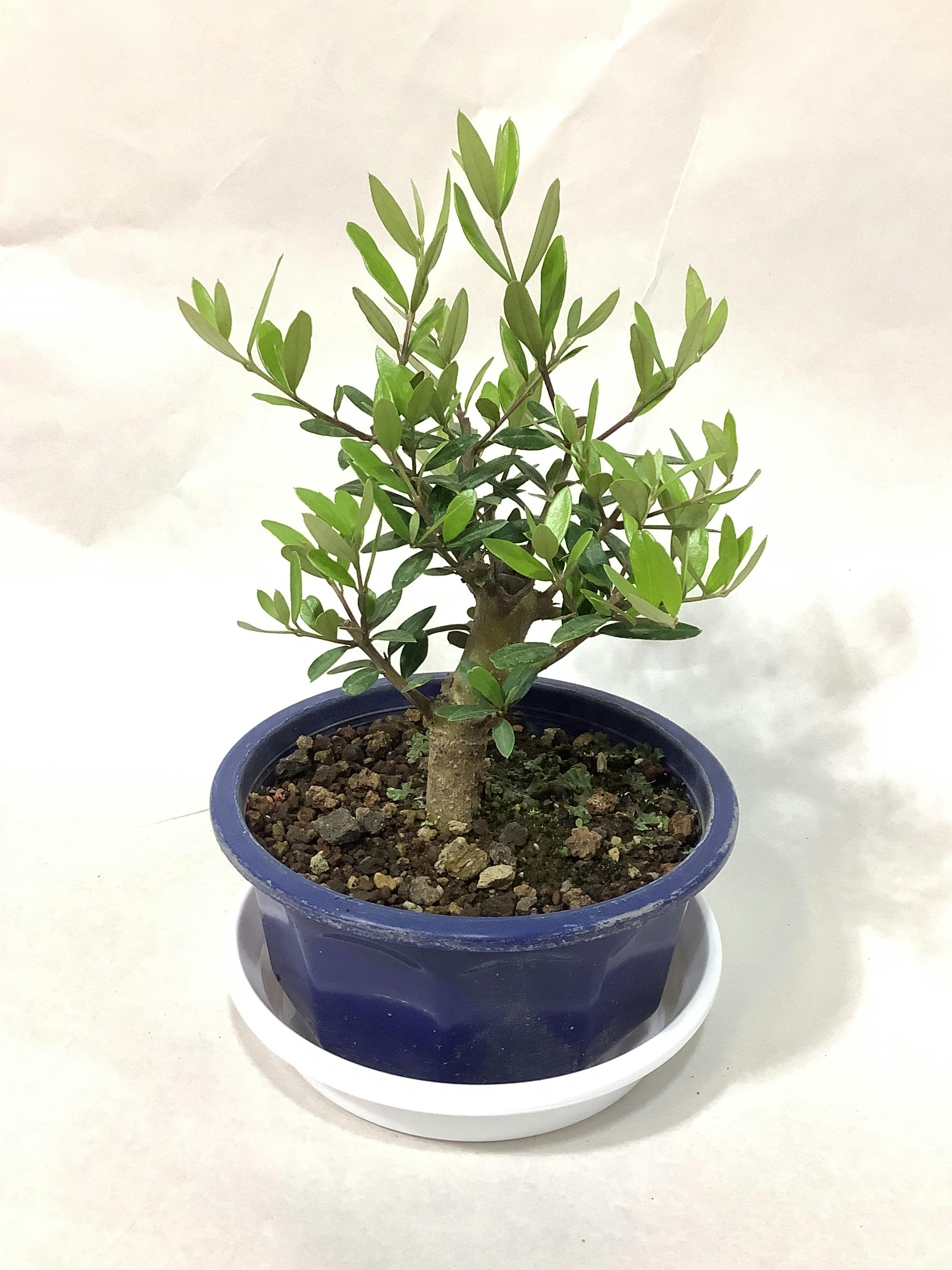 オリーブの木 5号 | 観葉植物の通販ならHitoHana（ひとはな）
