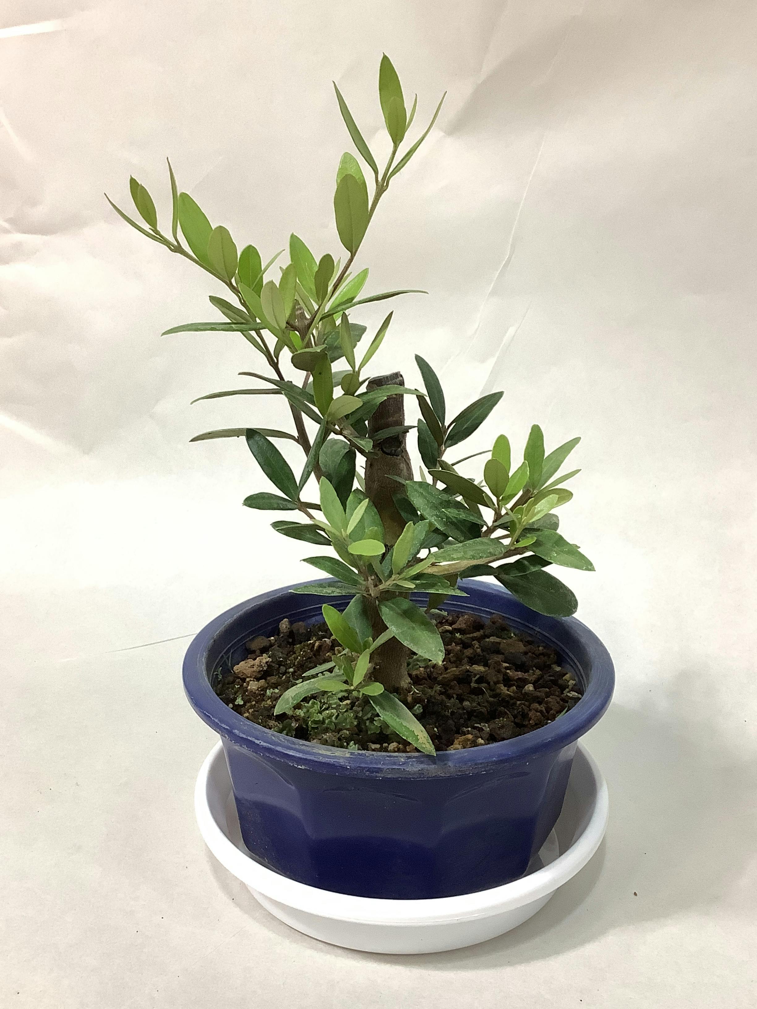 オリーブの木 5号 | 観葉植物の通販ならHitoHana（ひとはな）