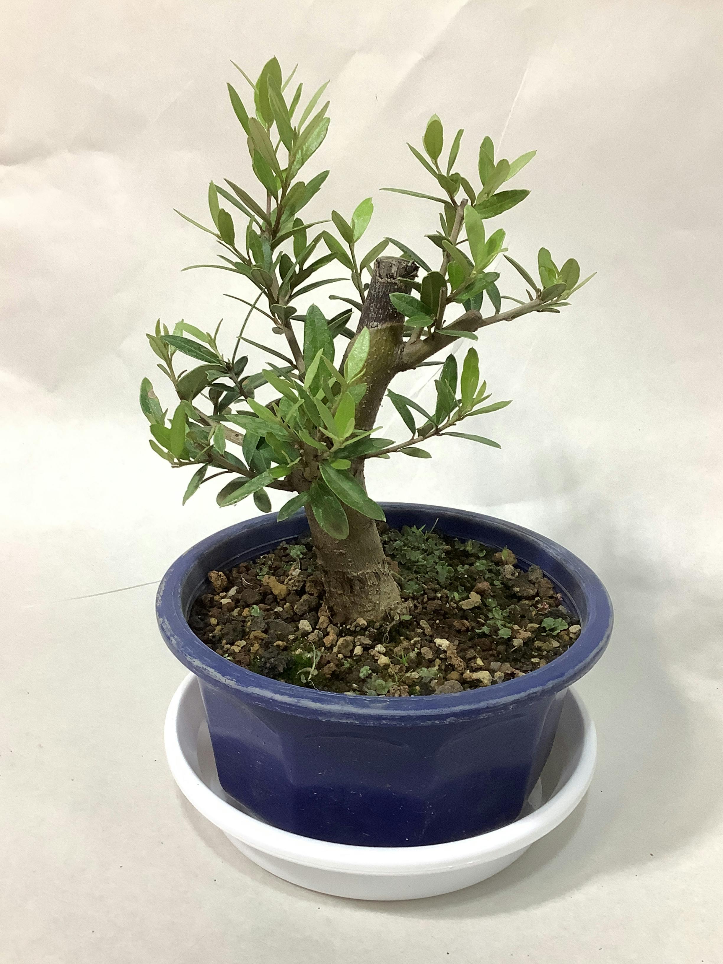 オリーブの木 5号 | 観葉植物の通販ならHitoHana（ひとはな）