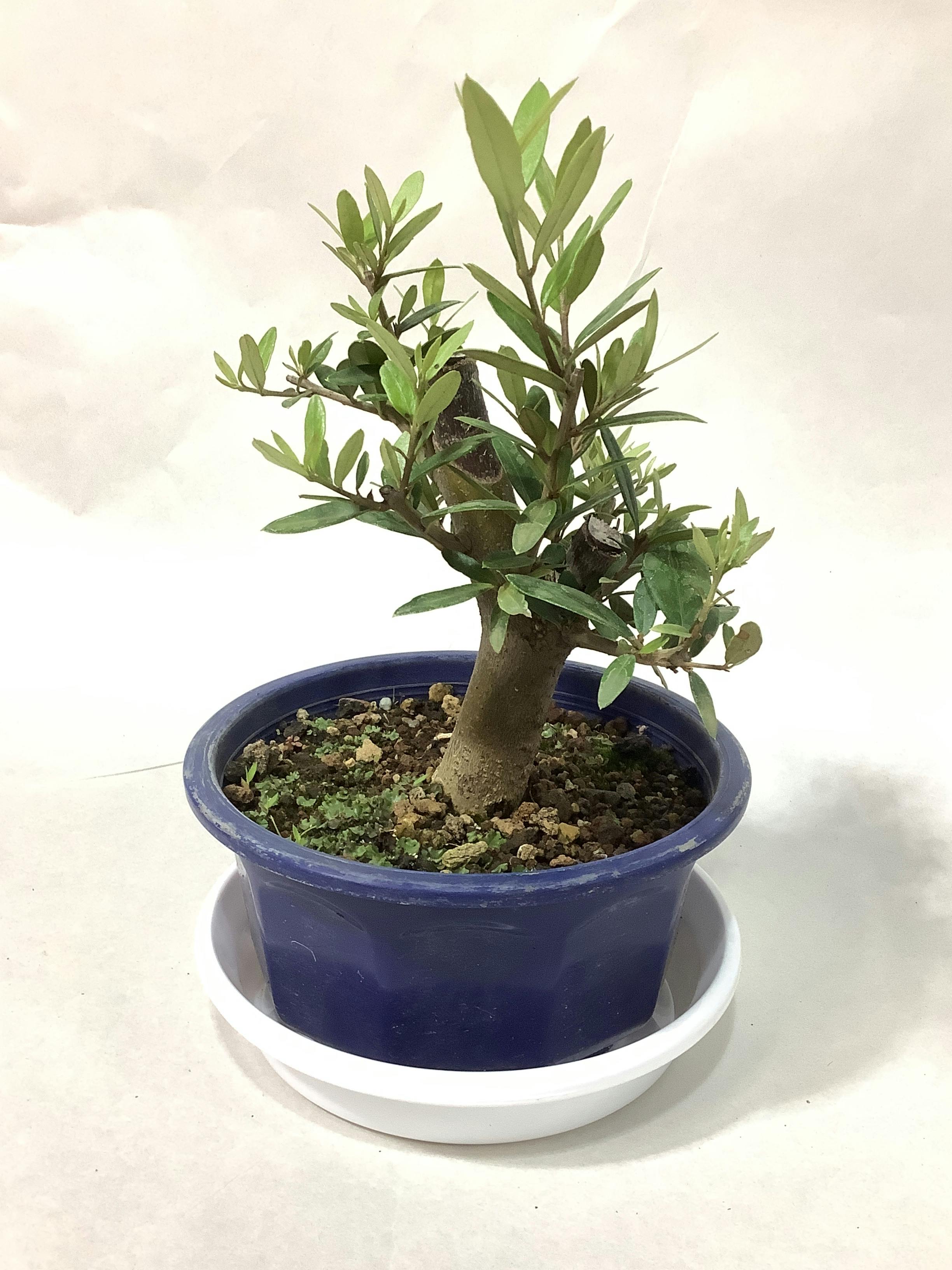 観葉植物 オリーブの木【25cm】5号 ひなかぜ 盆栽仕立て プラスチック