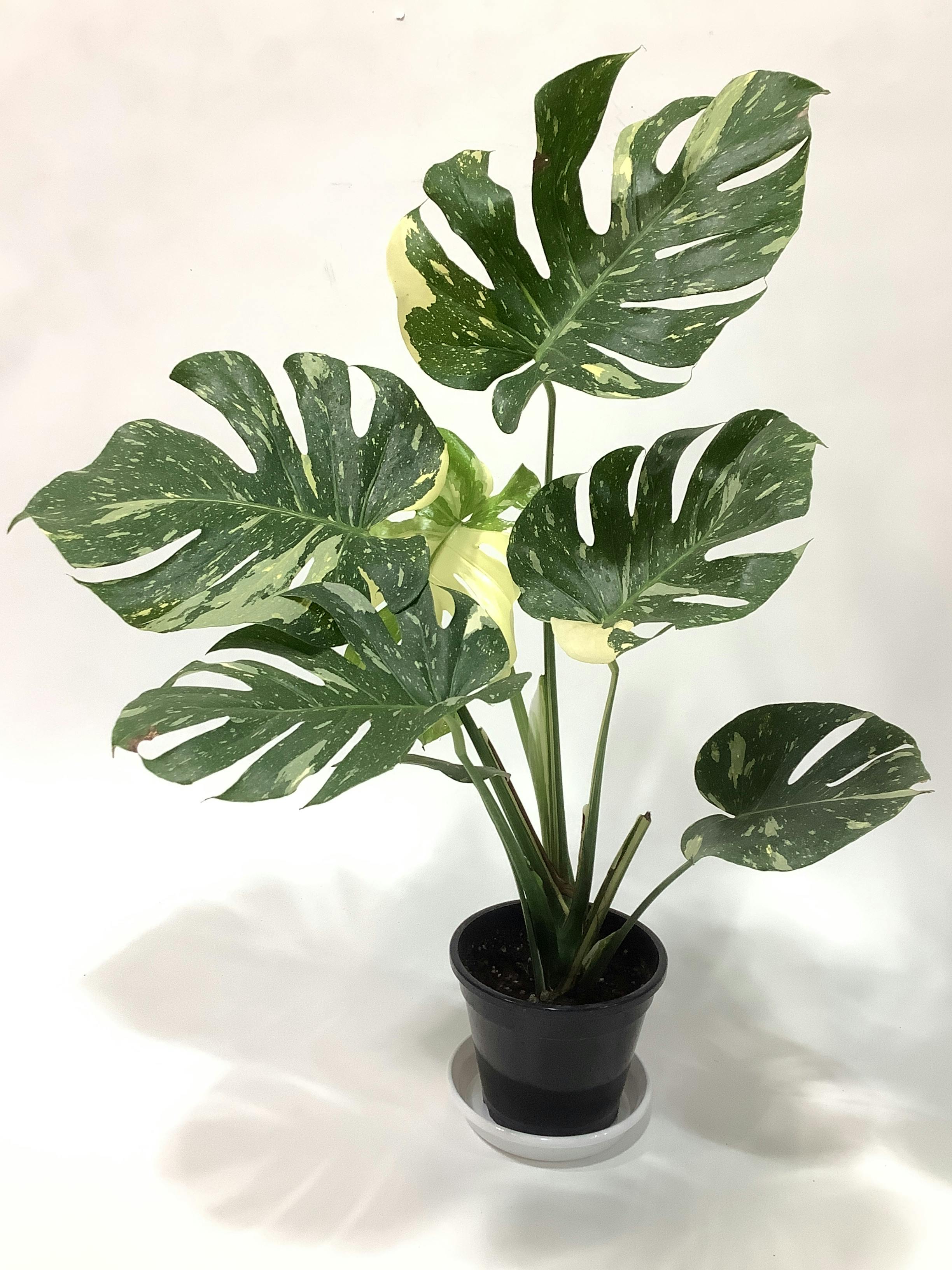 モンステラ 1点もの | 観葉植物 | 送料無料でお届け - Hitohana