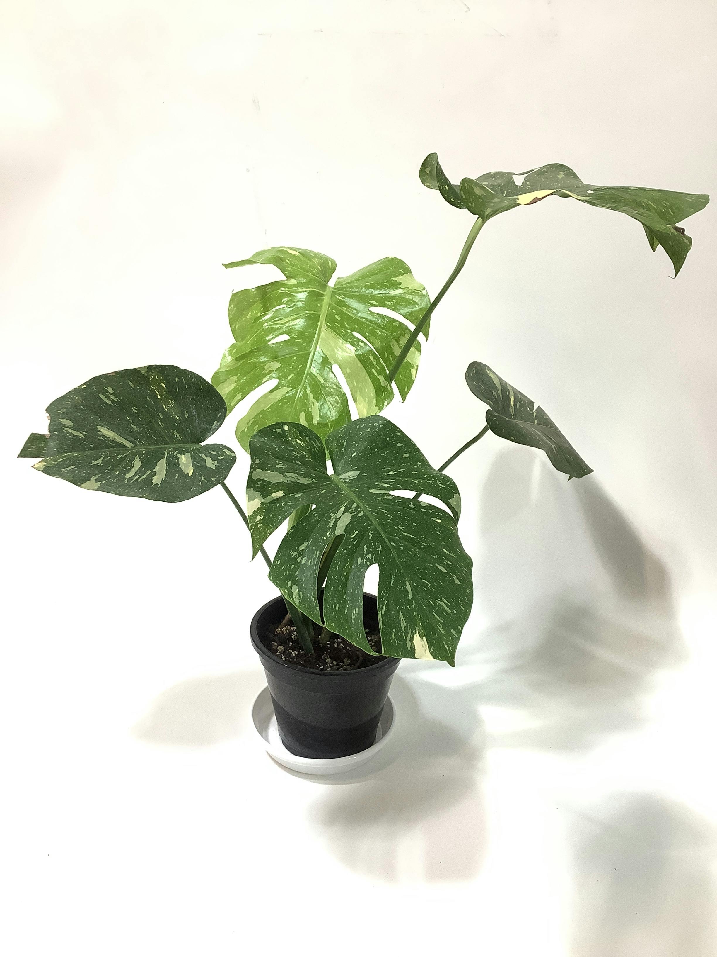 モンステラ 1点もの | 観葉植物 | 送料無料でお届け - Hitohana（ひと