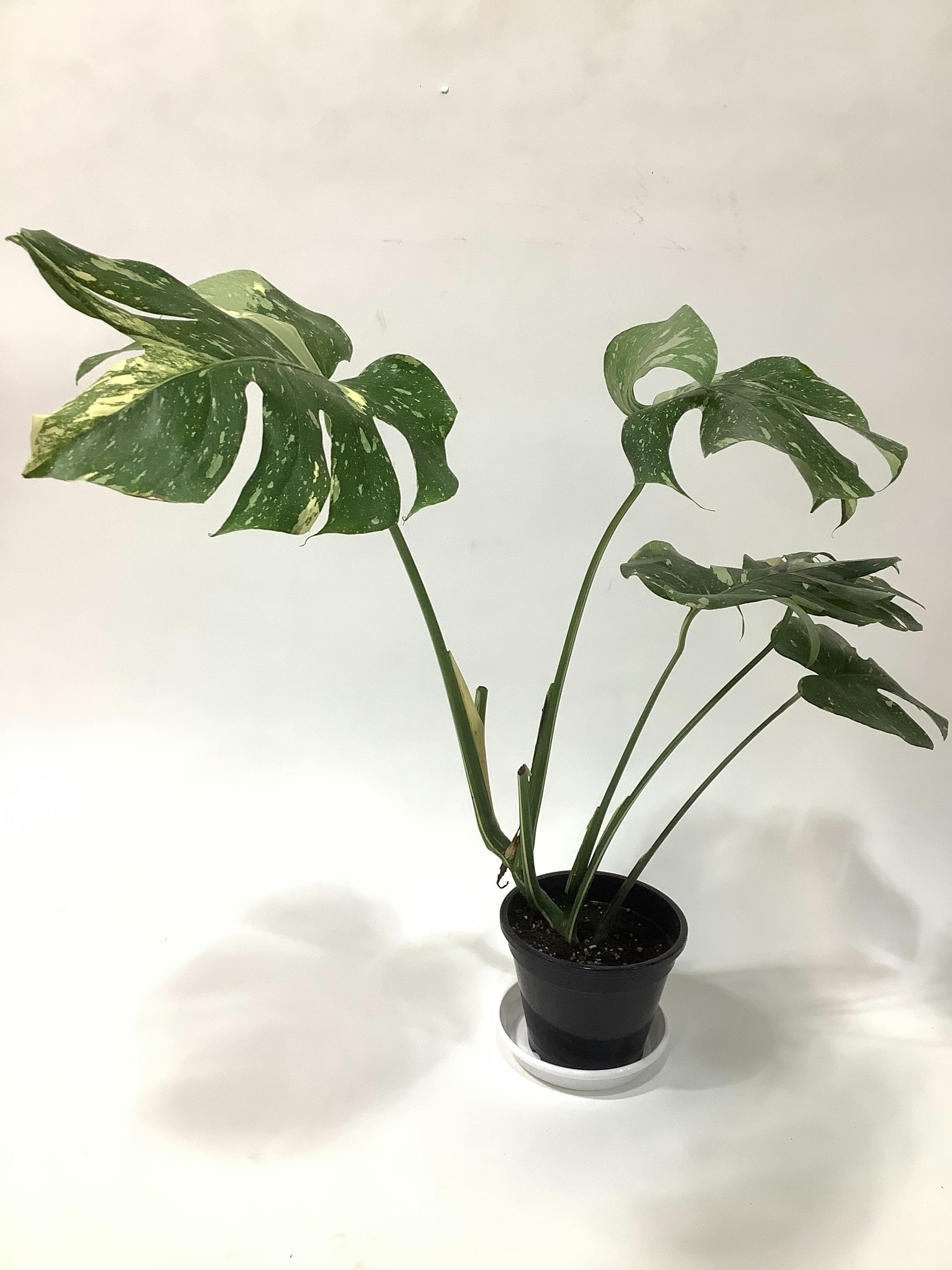 モンステラ 実生　観葉植物 ① モンステラ 1点もの | 観葉植物 | 送料無料でお届け - Hitohana（ひと