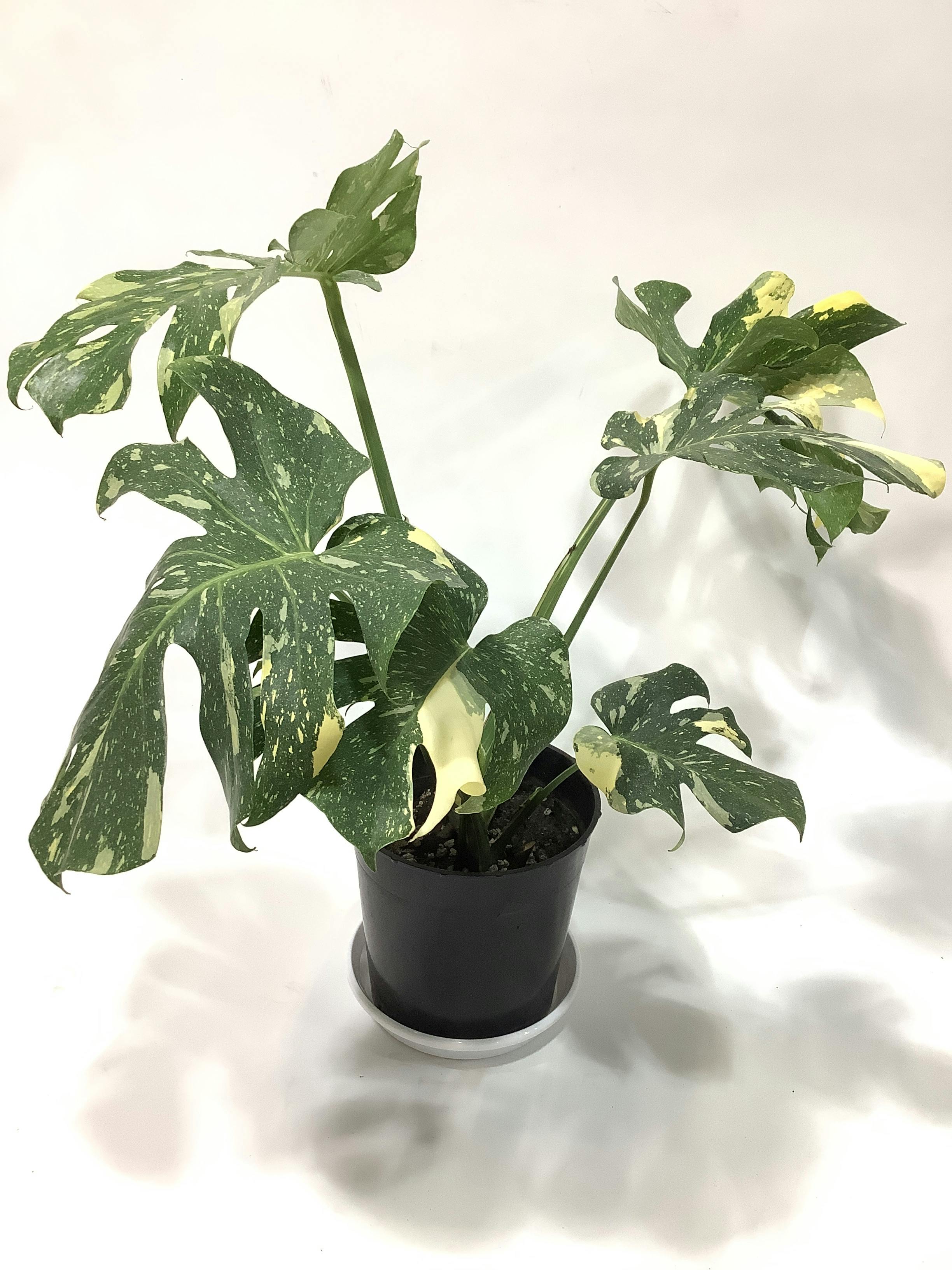 観葉植物 モンステラ【72cm】7号 斑入り プラスチック鉢 #69036