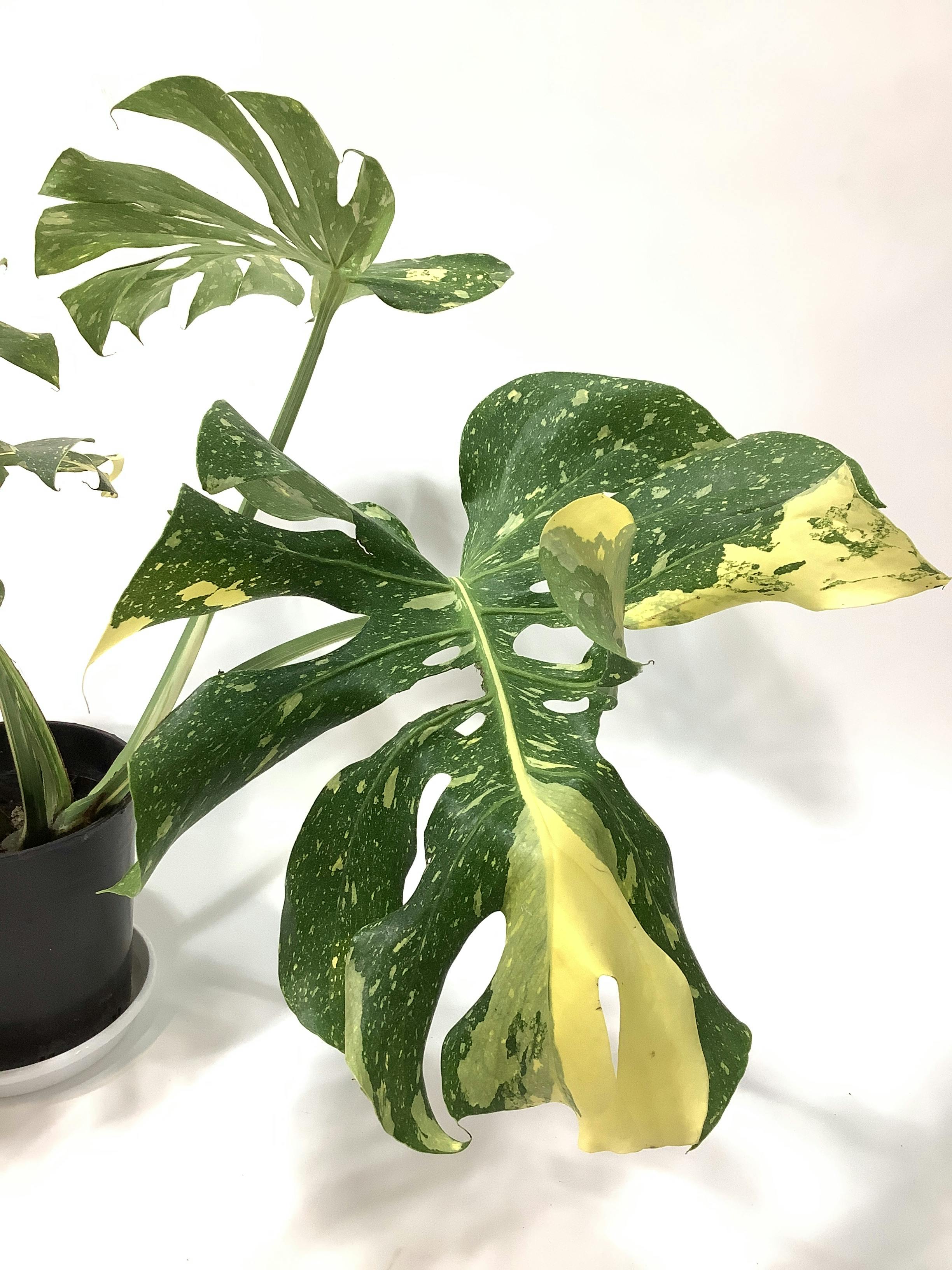 ［現品］【希少】97番　モンステラ　斑入り　7号　レア　観葉植物　室内　おしゃれ d9e1416adc71770bd54806304c87e7